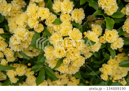黄色いモッコウバラの集合 黄色いモッコウバラの集合 134889190