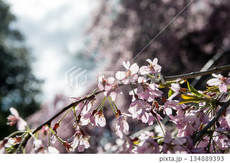 明るい日差しの下の桜に似た薄紫の小さい花　ロンドン郊外のキューガーデンにて 134889393