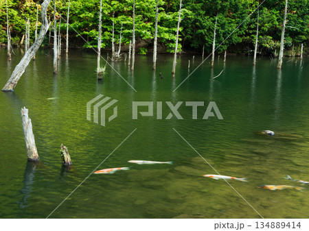 神秘の蒼霧鯉池と鯉 134889414