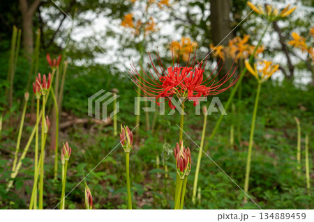 咲き始めの赤い彼岸花とつぼみ 咲き始めの赤い彼岸花とつぼみ 134889459