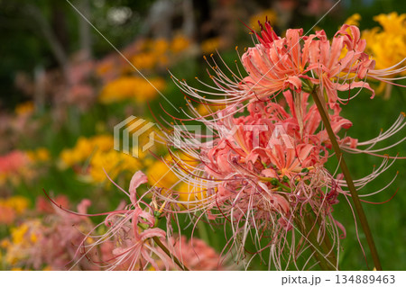 ピンク色の彼岸花と背景に広がる黄色の花々 134889463