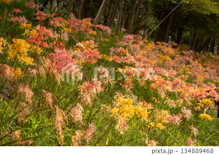 光を浴びて咲く色彩豊かな彼岸花の群生 134889468
