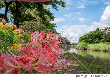 川辺に咲く彼岸花と青空 川辺に咲く彼岸花と青空 134889473