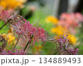 柔らかく咲くピンクの彼岸花と秋の彩り 134889493