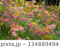ピンクと黄色の彼岸花が咲き誇る秋の斜面 134889494