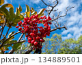 青空に映える赤い実 134889501