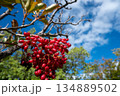 秋空に映える赤い実 134889502