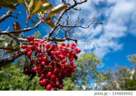 秋空に映える赤い実 秋空に映える赤い実 134889502
