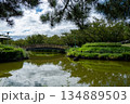 池に架かる木橋と緑の風景 134889503