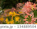 ピンクと黄色の彼岸花の群生 134889504