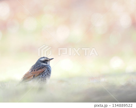 ツグミ 134889522