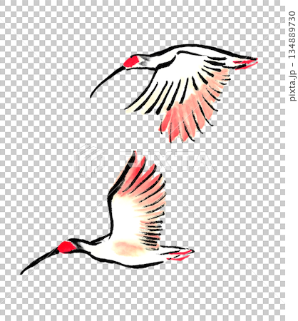 一對飛翔的日本朱鷺，以水墨技法繪製。 134889730