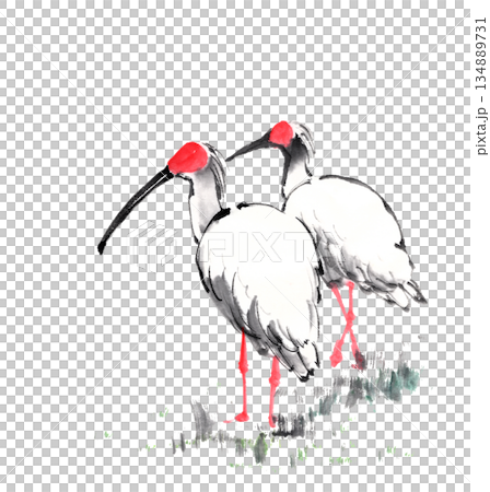 一對用水墨技法繪製的朱鷺。 134889731