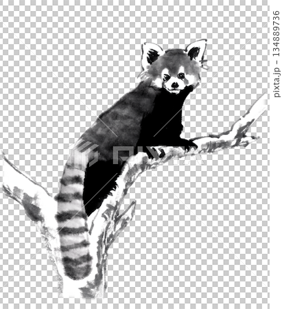 用墨水畫法繪製的樹上的小熊貓 134889736
