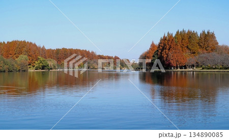 水元公園からみさと公園の紅葉 水元公園からみさと公園の紅葉 134890085