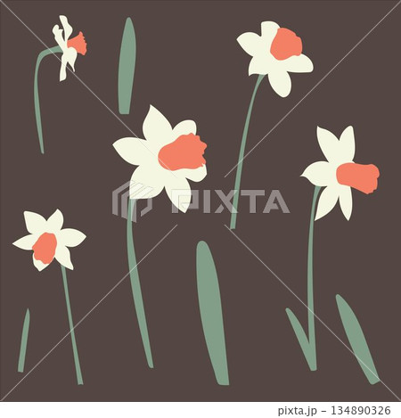 Set of daffodils with buds and leaves for banner postcards. Vector illustration 134890326