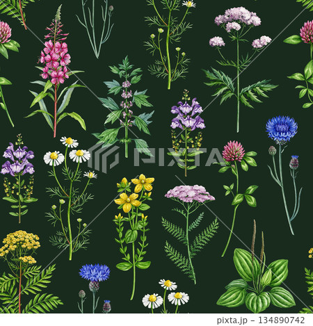 Medicinal wildflowers and herbs seamless pattern. Hand drawn blooming chamomile, yarrow, tansy, plantain, cornflower, valerian wild healing plants watercolor illustration elements on dark background Medicinal wildflowers and herbs seamless pattern. Hand drawn blooming chamomile, yarrow, tansy, plantain, cornflower, valerian wild healing plants watercolor illustration elements on dark background 134890742