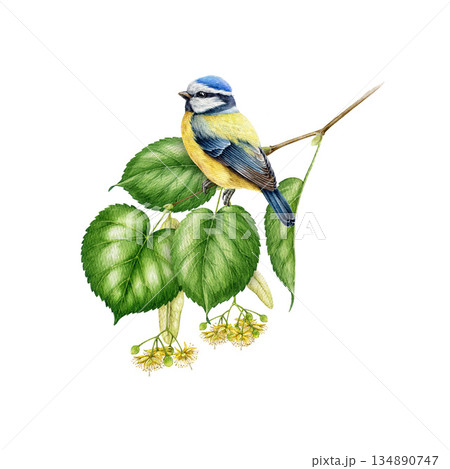 Blue tit bird on a linden tree branch watercolor illustration. Hand drawn small cute garden songbird perched on a lime tree twig with green leaves isolated on white background 134890747