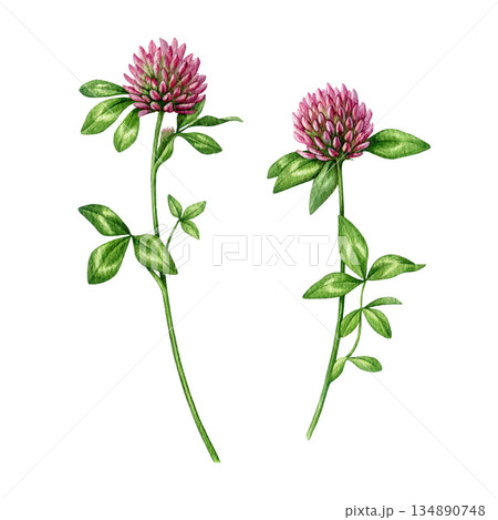 Red clover herb set watercolor illustration. Hand drawn trifolium pratense medicinal plant vintage style botanical image. Blooming red clover stems meadow wildflower isolated on white background 134890748