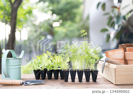 Orange Baby Carrot and  Red oak Lettuce sprout, home growth vegetable arranged on gardening table 134890802