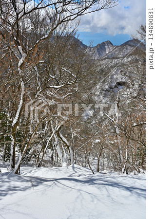 愛鷹山塊の越前岳 雪景色の森に呼子岳 愛鷹山塊の越前岳 雪景色の森に呼子岳 134890831