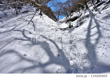 愛鷹山塊の越前岳　割石峠へ向かう雪景色の大沢ルート 134890869