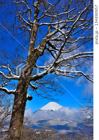 愛鷹山塊の越前岳 雪景色の森に真冬の富士山 愛鷹山塊の越前岳 雪景色の森に真冬の富士山 134890957