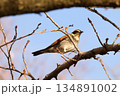 ツグミ 134891002