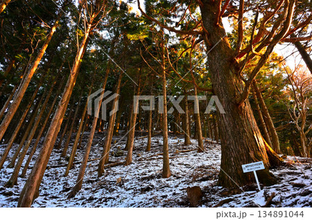 愛鷹山塊の黒岳　裾野市指定天然記念物　朝日照らす黒岳の自然杉の森 134891044