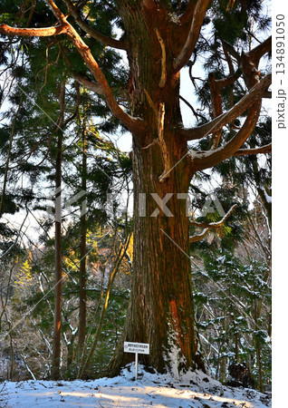 愛鷹山塊の黒岳　裾野市指定天然記念物　冬の朝日さしこむ黒岳の自然杉 134891050