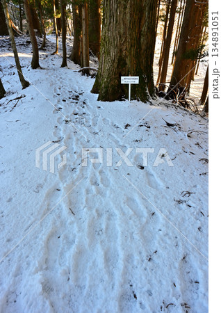 愛鷹山塊の黒岳　山頂へ続く雪のトレースと杉の大木 134891051