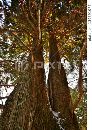 愛鷹山塊の黒岳　裾野市指定天然記念物　冬の朝日さしこむ黒岳の自然杉 134891077