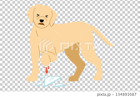 Dog hand-drawn illustration injury 134891087
