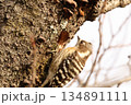 コゲラ 134891111