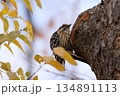 コゲラ 134891113