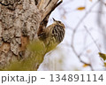 コゲラ 134891114