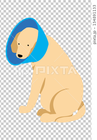 犬　手書きイラスト　エリザベス 134891133