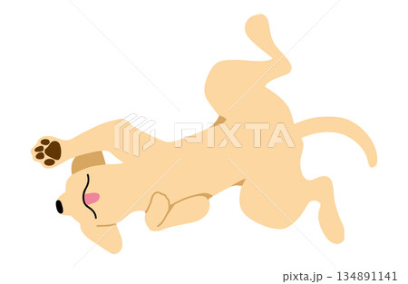 犬　手書きイラスト　へそ天 134891141