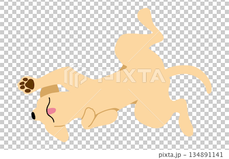 犬　手書きイラスト　へそ天 134891141