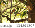 ジョウビタキ 134891207