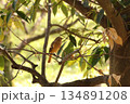 ジョウビタキ 134891208