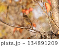 ジョウビタキ 134891209
