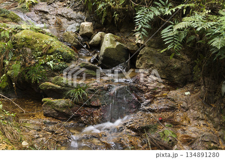 森の湧き水、癒しのきれいな水資源、環境、エコロジー 森の湧き水、癒しのきれいな水資源、環境、エコロジー 134891280