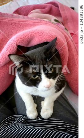 人に前足をのせるハチワレ猫 人に前足をのせるハチワレ猫 134891396