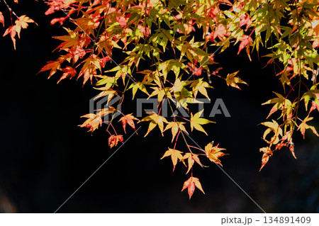 愛岐トンネル群 秋の特別公開 134891409