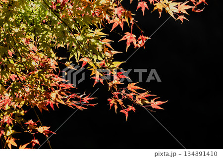 愛岐トンネル群 秋の特別公開 134891410