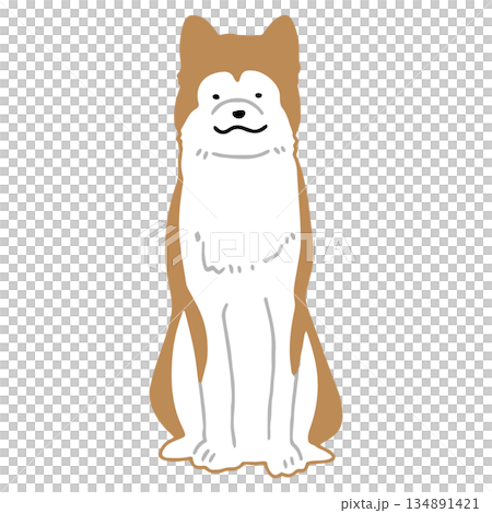 犬　手書きイラスト　秋田犬 134891421