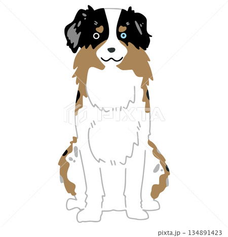 犬 手書きイラスト オーストラリアンシェパード 犬 手書きイラスト オーストラリアンシェパード 134891423