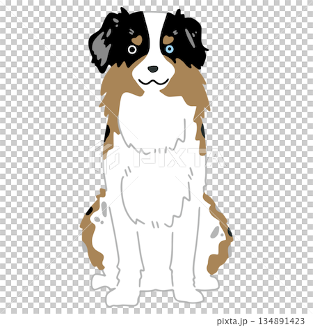 Dog hand-drawn illustration Australian Shepherd Dog hand-drawn illustration Australian Shepherd 134891423
