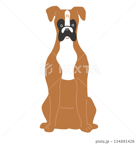 犬　手書きイラスト　ボクサー 134891426